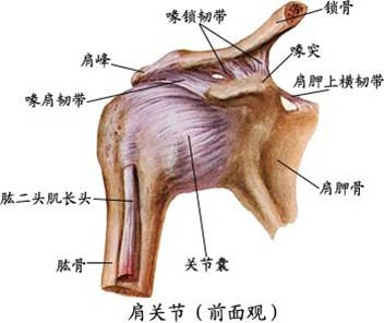 正骨调理肩锁关节脱位